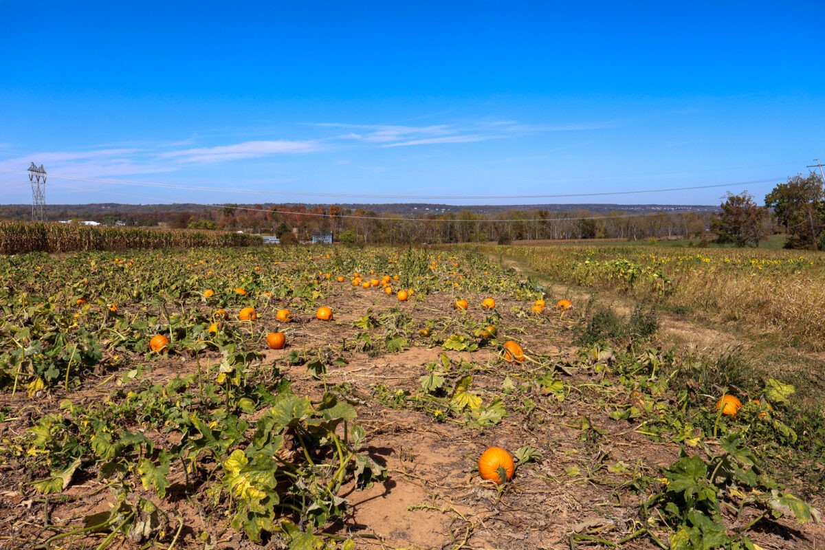 pumpkin patch